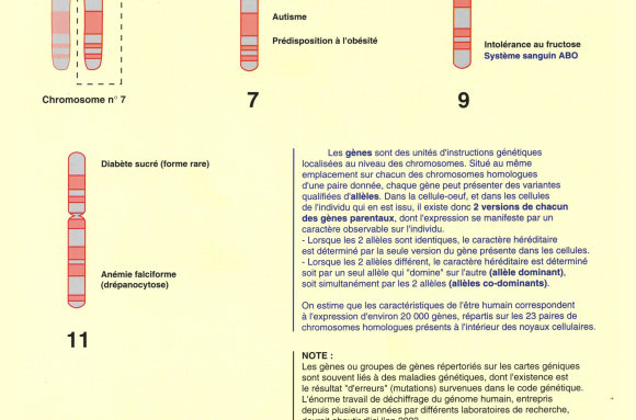 Cartes géniques simplifiées de l'Homme